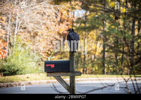 Un singolo avvoltoio nero seduto in cima ad una cassetta postale lungo la strada guardando verso i boschi in attesa di cibo in una giornata di sole Foto Stock