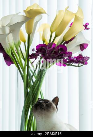 Gatto tonkinese che guarda su un mucchio grande di fiori Foto Stock