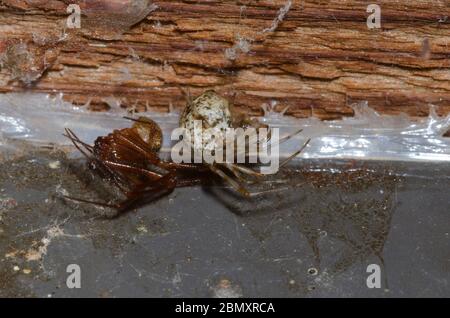Common House Spider, Parasteatoda tepidariorum, coabitazione maschile e femminile Foto Stock