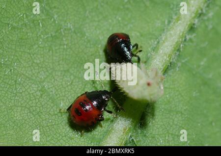 Predatori Stink Bugs, sottofamiglia Asopinae, ninfe che nutrano la preda Foto Stock