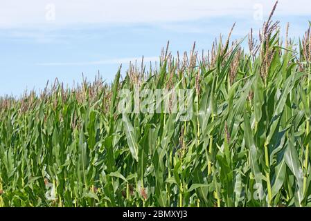 Campo di mais in estate in un primo piano Foto Stock