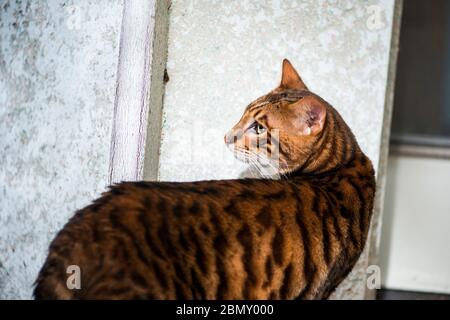 Il gatto di Toyo si gira per guardare indietro sopra la spalla Foto Stock