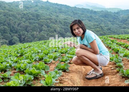 Donne e cavolo raccolto nel campo sulle colline del nord della Thailandia. Foto Stock