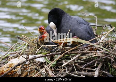 Nidificazione cuote con pulcini sul lago Foto Stock