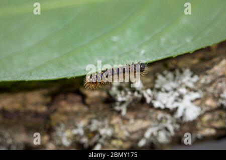 Wiener Nachtpfauenauge, Saturnia piri, gigantesca falce di pavone - Raupe Foto Stock