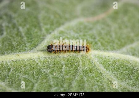 Wiener Nachtpfauenauge, Saturnia piri, gigantesca falce di pavone - Raupe Foto Stock