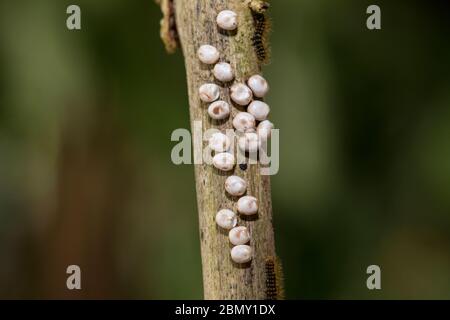 Wiener Nachtpfauenauge, Saturnia piri, gigantesca falce di pavone - Eier Foto Stock