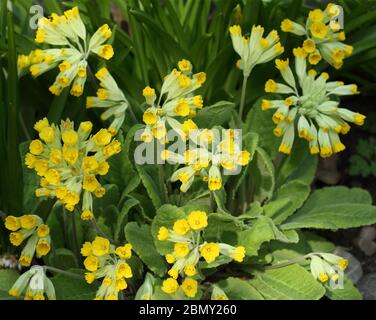 Teste di fiori aperte di vigliette - Primula veris Foto Stock