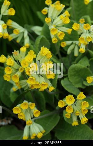 Teste di fiori aperte di vigliette - Primula veris Foto Stock