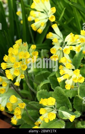 Teste di fiori aperte di vigliette - Primula veris Foto Stock