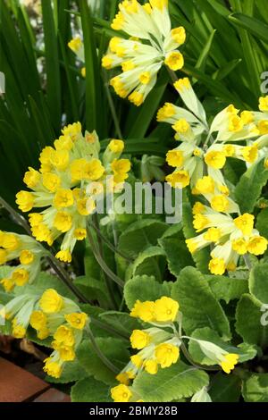 Teste di fiori aperte di vigliette - Primula veris Foto Stock