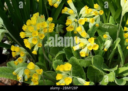 Teste di fiori aperte di vigliette - Primula veris Foto Stock