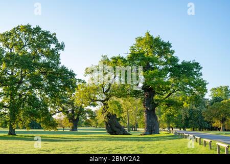 Quercus robur. Alberi di quercia con tronchi di bufano nel parco di Blenheim in una mattina primaverile. Woodstock, Oxfordshire, Inghilterra Foto Stock