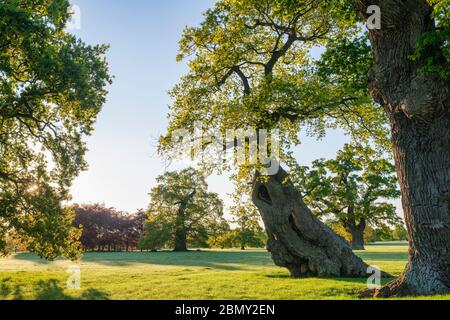 Quercus robur. Alberi di quercia con tronchi di bufano nel parco di Blenheim in una mattina primaverile. Woodstock, Oxfordshire, Inghilterra Foto Stock