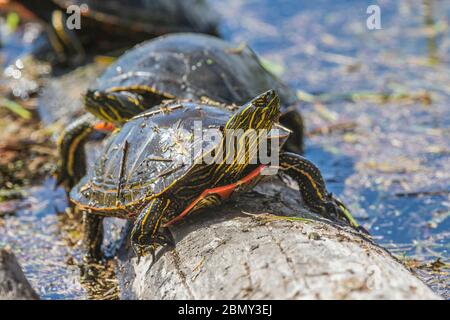 Tartaruga dipinta occidentale (Chryslemys picta) scalata e sole sul tronco, per riscaldarsi, piccolo slough, nel suo habitat naturale. Cranbrook, BC. Foto Stock