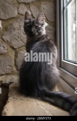 Giovane tartaruga gatto turco Angora seduta sulla soglia della finestra contro un muro di pietra Foto Stock