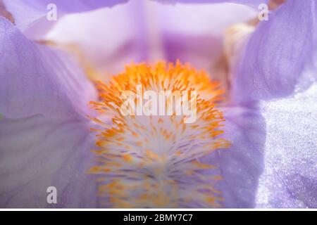 Foto macro di Iris fiore Arancio barba Foto Stock