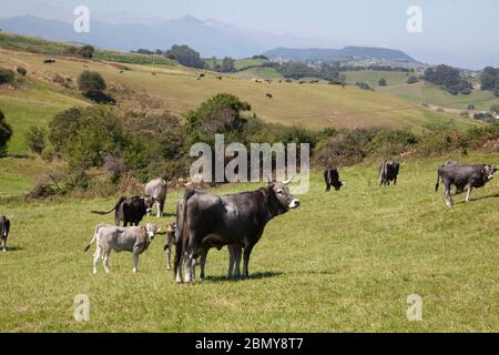 La Tudanca è una razza bovina spagnola indigena nella parte occidentale della Cantabria Foto Stock