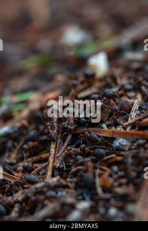 I lavoratori della foresta formiche nel trambusto quotidiano della vita quotidiana. Foto Stock