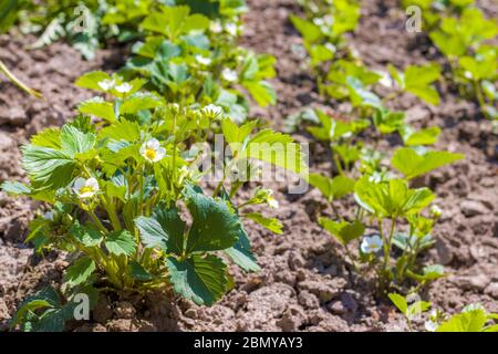 Fragole fioriscono in giardino soleggiato. Letto di piante di fragole fiorenti Foto Stock