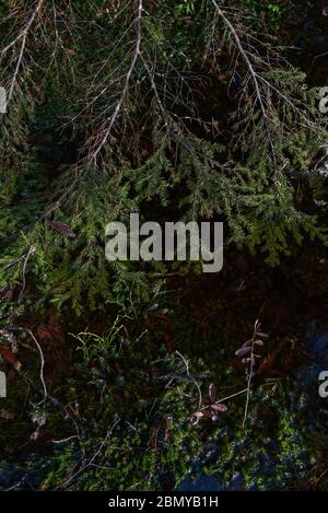 Misteriosa foresta sacra. Boschi paludosi. Primo piano del ramo di abete nell'acqua Foto Stock