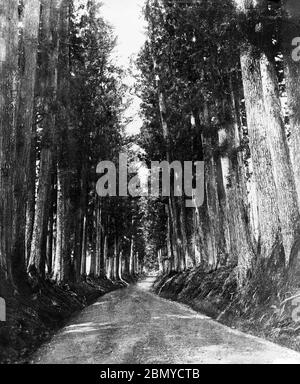 [ 1890 Giappone - Nikko Road ] - la strada per Nikko. I cedri sono stati donati da Matsudaira Masatsuna nel 33mo anniversario della morte di Shogun Tokugawa Ieyasu. Da una serie di diapositive di vetro pubblicate (ma non fotografate) dal fotografo scozzese George Washington Wilson (1823–1893). La società Wilson è stata uno dei maggiori editori di stampe fotografiche al mondo. vetrino vintage del xix secolo. Foto Stock