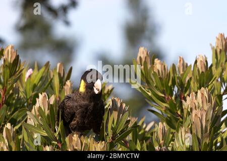 Gallo nero con coda gialla e ornitello arroccato nella macchia naturale sull'Isola di Bruny in Tasmania con spazio per le copie sopra Foto Stock