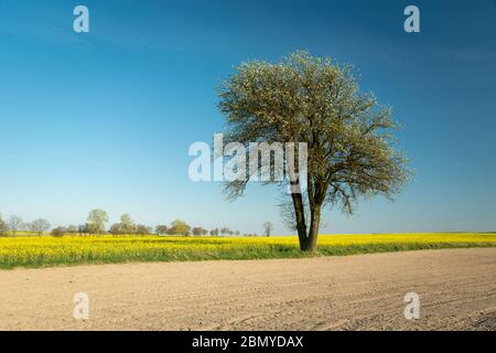 Grande albero fiorito che cresce in un campo, cielo blu in una giornata di primavera soleggiata Foto Stock