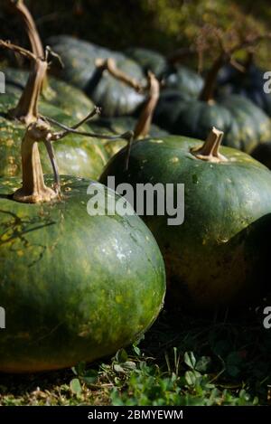 Zucche raccolte in una fattoria rurale in Nepal. Foto Stock