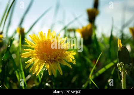 Primo piano di un fiore giallo dente di leone in erba verde, vista in una giornata di sole Foto Stock