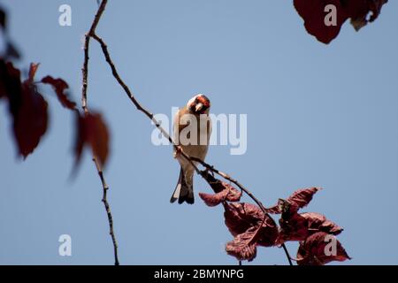 bellissimo goldfinch poggiato su un ramo di albero nel giardino di una casa di campagna. La bellezza della natura. Animali gratuiti Foto Stock