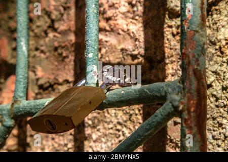 Lucchetto e farfalla sulla vecchia griglia di ferro arrugginita. Foto di primo piano. Foto Stock