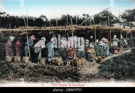 [ 1920 Giappone - Tea Pickers giapponesi ] - Tea Pickers in kimono, indossando asciugamani sulla testa e le maniche tirate con corde, stanno raccogliendo foglie di tè in una piantagione di tè, ca. 1920 (Taisho 9). Questa immagine proviene da una serie di schede circa l'industria giapponese del tè. Testo originale (scheda 1): "Girls Picking Off Tea-leaves". cartolina vintage del xx secolo. Foto Stock