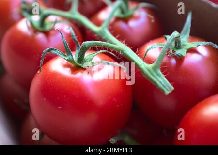 Pomodori freschi sulla vite da un mercato agricolo Foto Stock