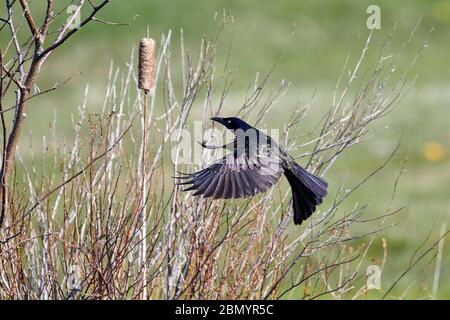 Grackle comune (Quiscalus quiscula) in lotta, Broad Cove, Nuova Scozia, Canada Foto Stock