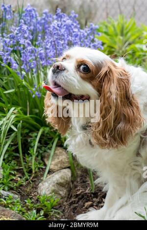 Issaquah, Washington, Stati Uniti. Cavalier re Carlo Spaniel, Mandy, seduto accanto ad alcuni giacinti comuni. Foto Stock