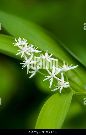 Sigillo di Salomone fiorito a stella, Maianthemum stellatum Foto Stock