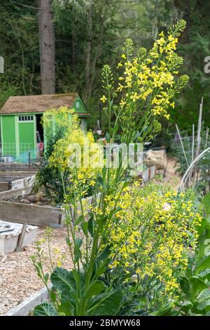 Issaquah, Washington, Stati Uniti. Spettacolo primaverile di verdi senape in fiore in un giardino a letto rialzato, con un capannone verde sullo sfondo Foto Stock