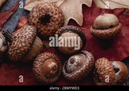 macro primo piano di ghiande, noce di quercia, piano portapaziente still-life Foto Stock