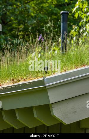 North Bend, Washington, Stati Uniti. Tetto verde su un edificio. I vantaggi di un tetto verde includono: Migliore qualità dell'aria, riduzione del calore e molto altro Foto Stock