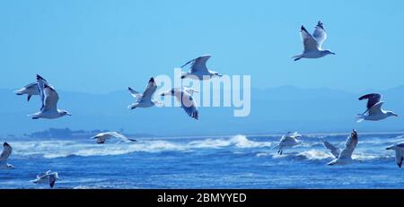 Diversi Seagulls volano sull'oceano instabile Foto Stock