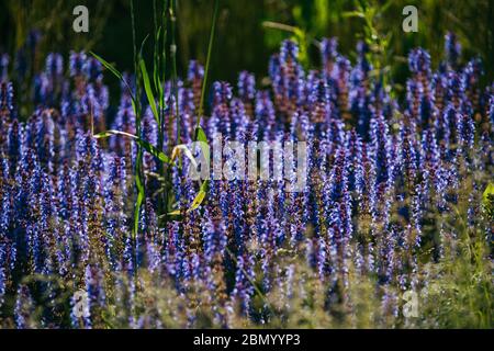 Cespugli di lavanda blu illuminati dal sole estivo serale nel Parco Zaryadye a Mosca. Macro di messa a fuoco selettiva con DOF poco profondo Foto Stock