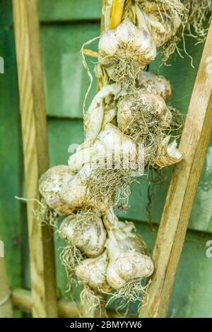 Dopo la raccolta, lavare accuratamente il bulbo e le radici. Lasciate asciugare l'aglio in un'area ombreggiata, ben ventilata e priva di umidità per una settimana o più.
