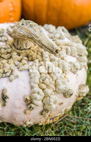 Galeux d'Eysines squash è una zucca invernale francese che è un appiattito, rotondo 10-15 libbre di frutta con una splendida pelle color salmone-pesca. Foto Stock