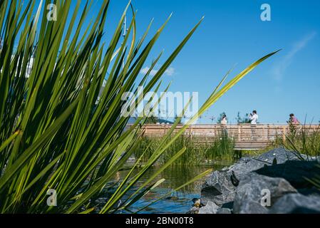 Bush verde, lanuginoso reed accanto ad un grande masso in uno stagno, in un parco sullo sfondo di un ponte di legno con le persone a piedi. Cielo blu in Foto Stock