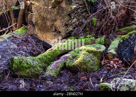 Un ceppo di alberi cresciuto con muschio durante il gelo a Grevenbroich, Germania Foto Stock