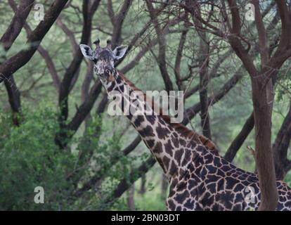 giraffe nella foresta di acacia verde selvaggia Foto Stock