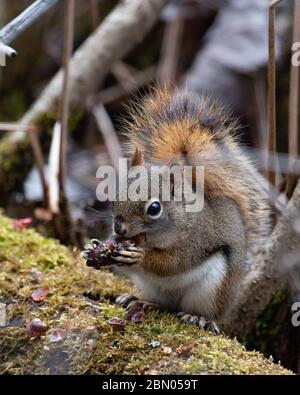 Uno scoiattolo rosso americano, Tamiasciurus hudsonicus, che si nutra di un cono nero di abete rosso nelle montagne Adirondack, NY USA wilderness. Foto Stock