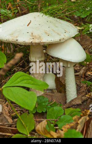 Un paio di funghi porcini velenosi, Amanita virosa, che cresce nel Parco Provinciale di Algonquin in Ontario, Canada Foto Stock