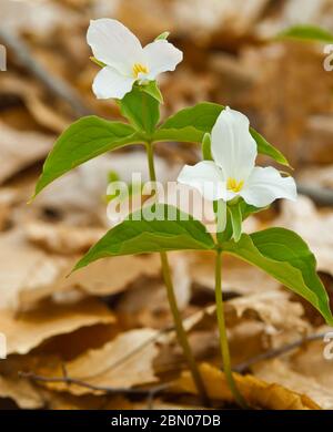 Un paio di trilioni fioriti, Trillium grandiflorum, che crescono in un bosco nell'Ontario orientale del Canada. Foto Stock